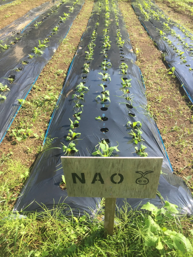 【フォト】あやめ雪の様子。