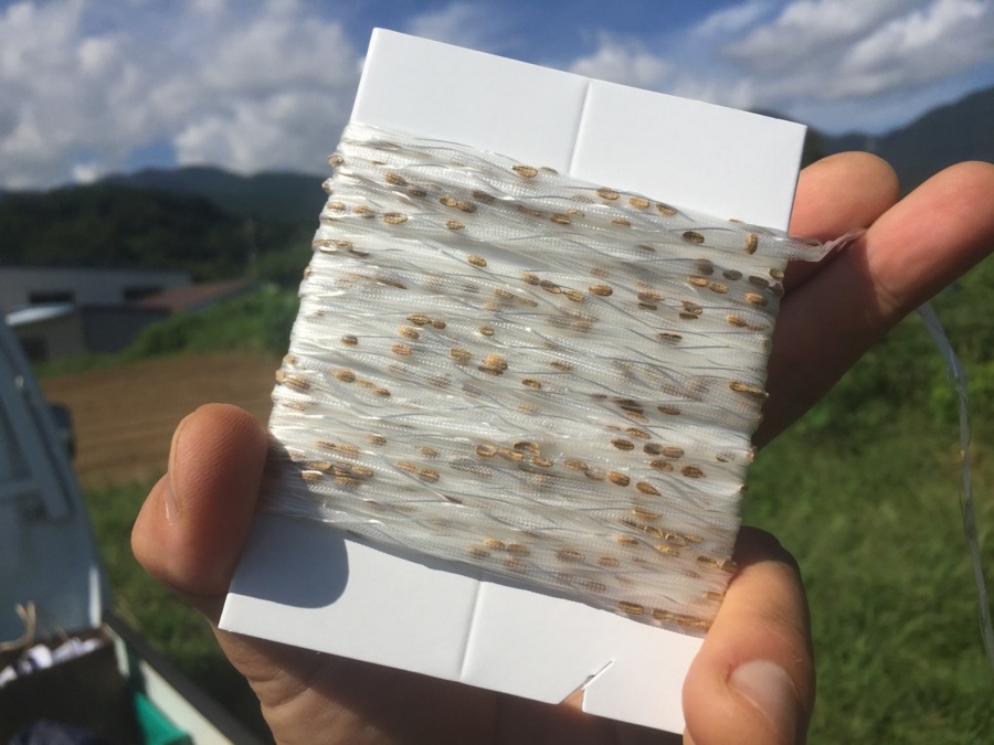 【はたけしごと】種まき♬