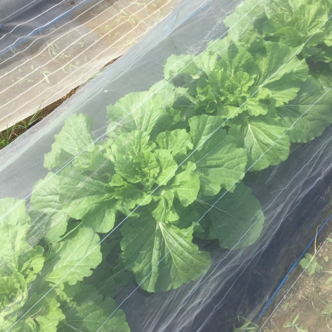 同じく、超順調はくさい。