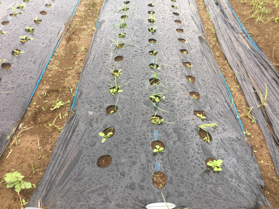 【フォト】こかぶのいま。