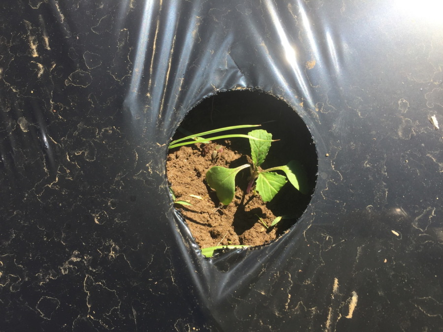 【フォト】台風一過のあやめ雪の様子。