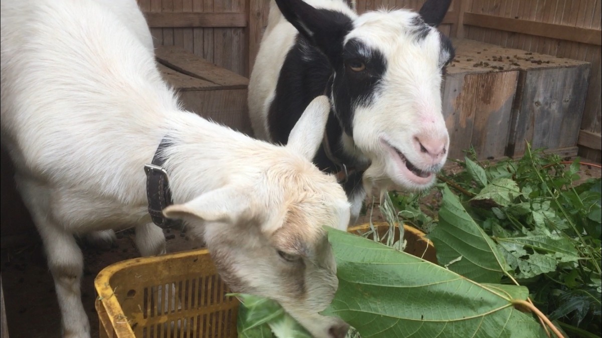 【やぎと暦】こさめときどきふる中、朝食。