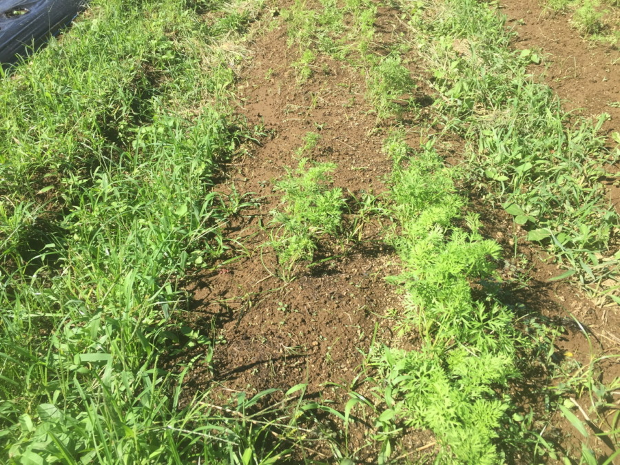 【フォト】台風一過のにんじんの様子。