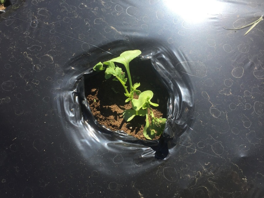 【フォト】台風一過のだいこんの様子。