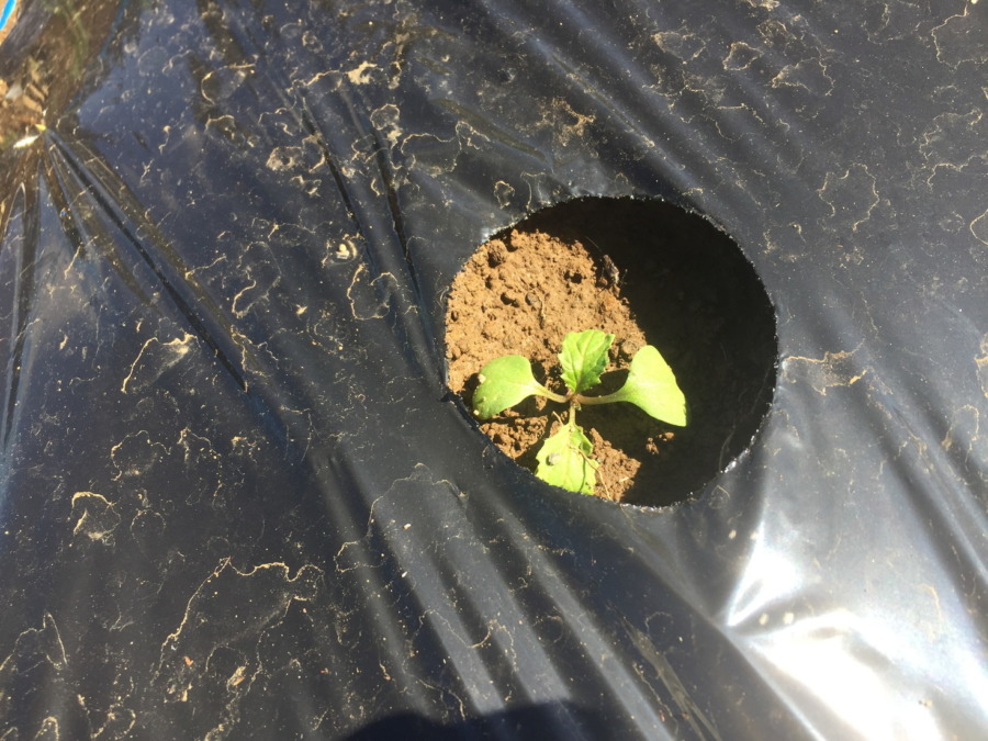 【フォト】台風一過のあやめ雪の様子。