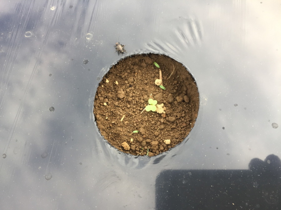 【祝】こかぶの発芽！