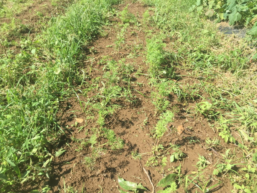 【フォト】台風一過のにんじんの様子。