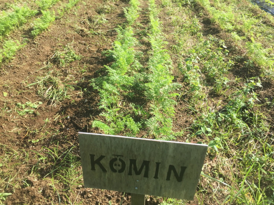 【フォト】にんじんの様子。