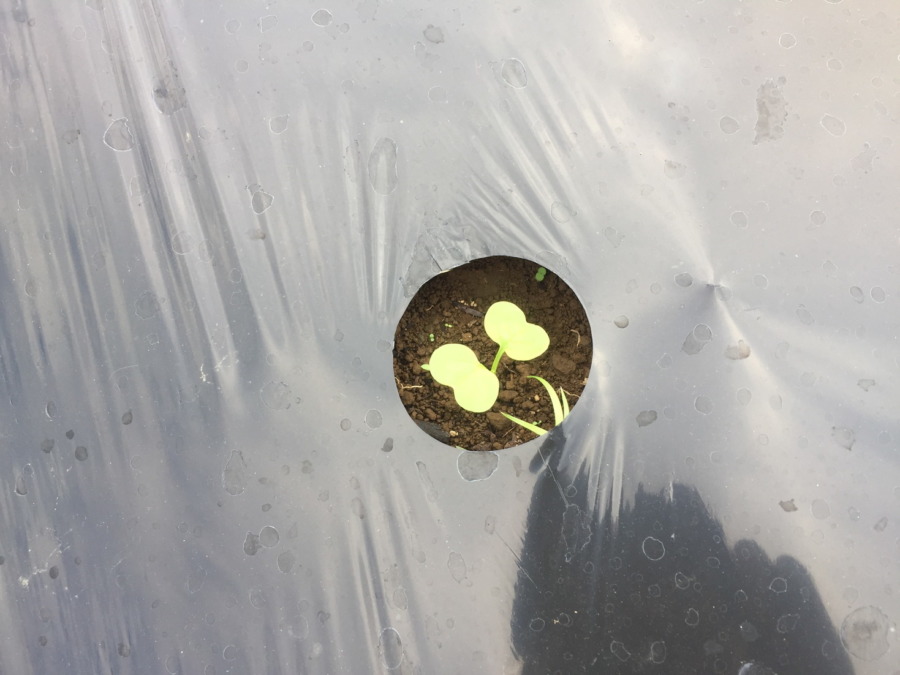 【祝】だいこん発芽！