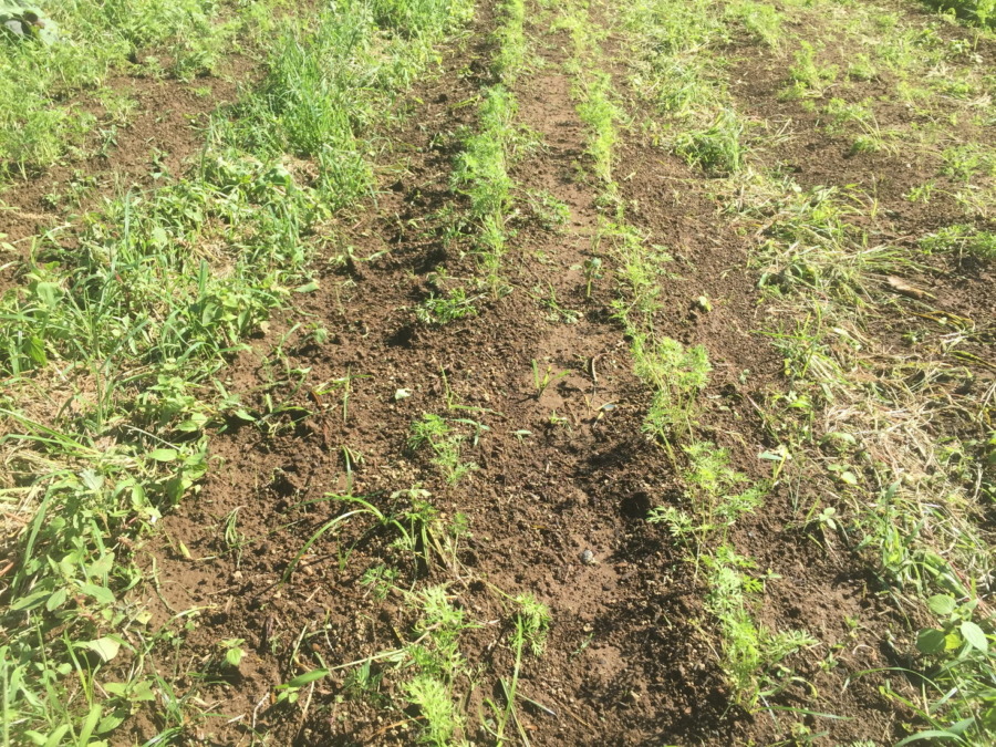 【フォト】台風一過のにんじんの様子。