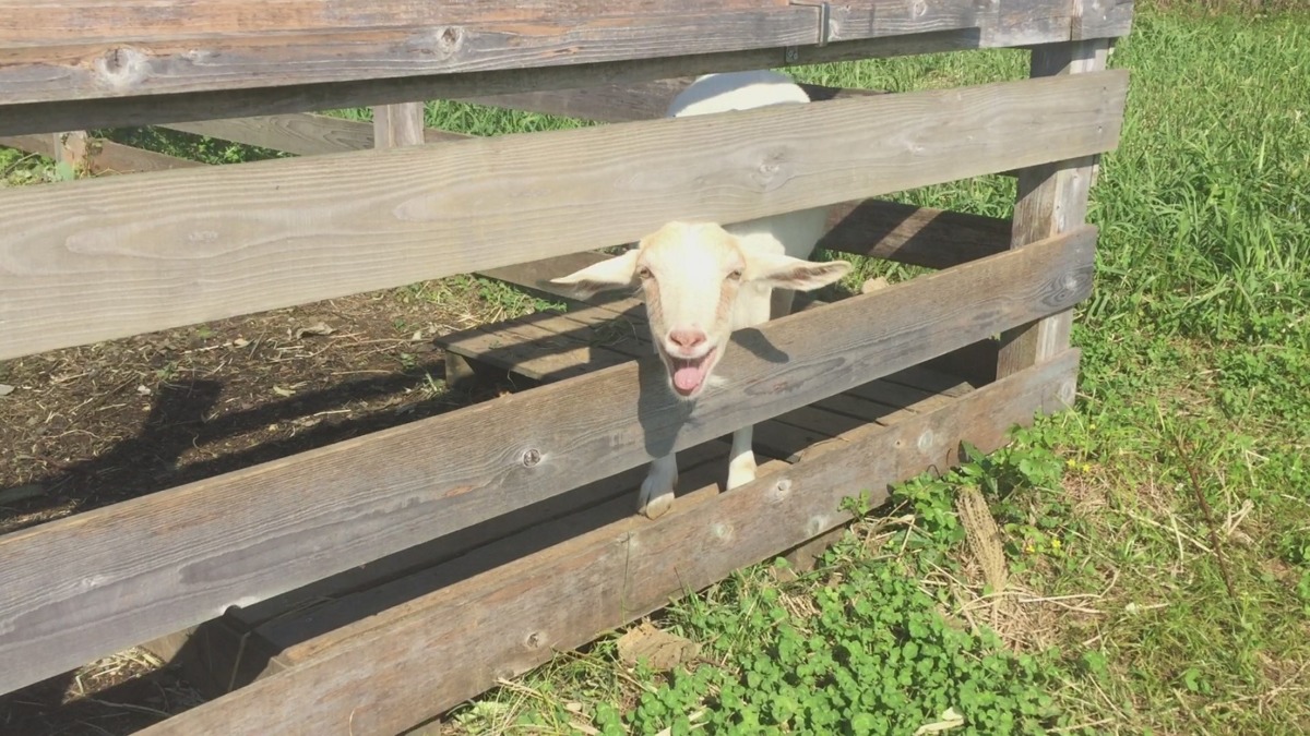 【やぎの発情とは】ルナはこんな感じ。