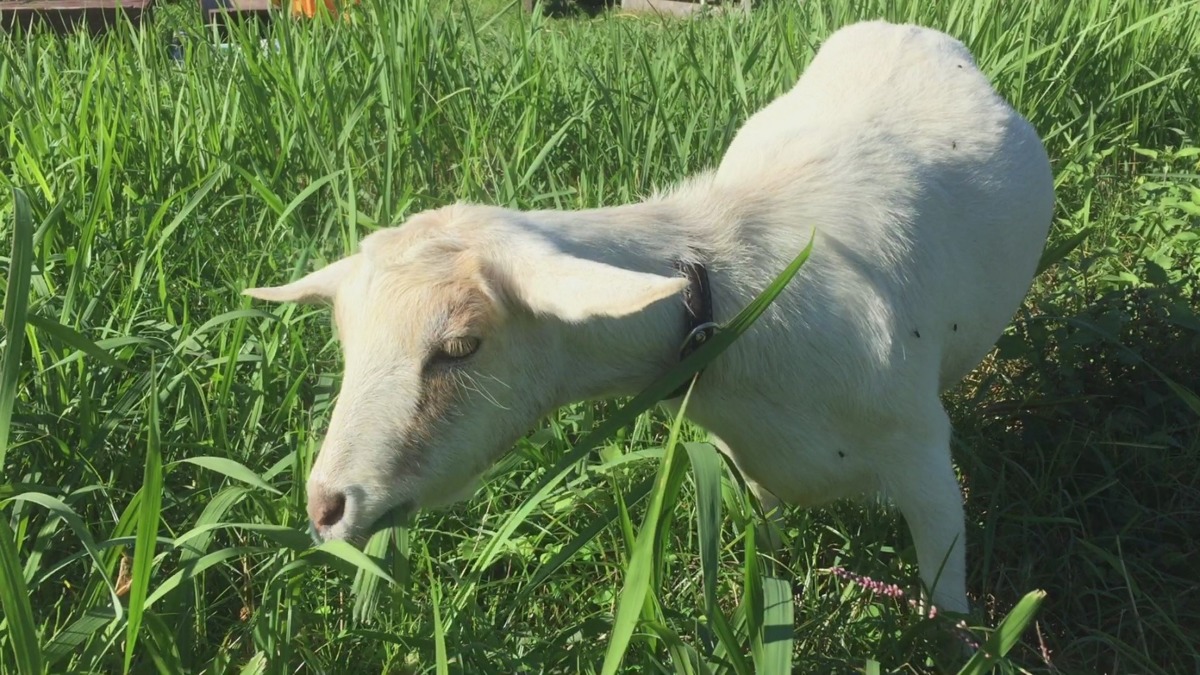 ルナ、朝のゆっくりお散歩脱走中。