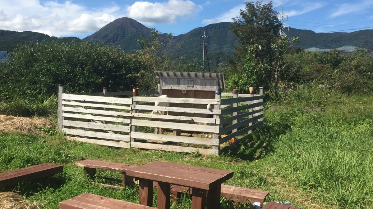 今日は、久々に晴れましたメ。