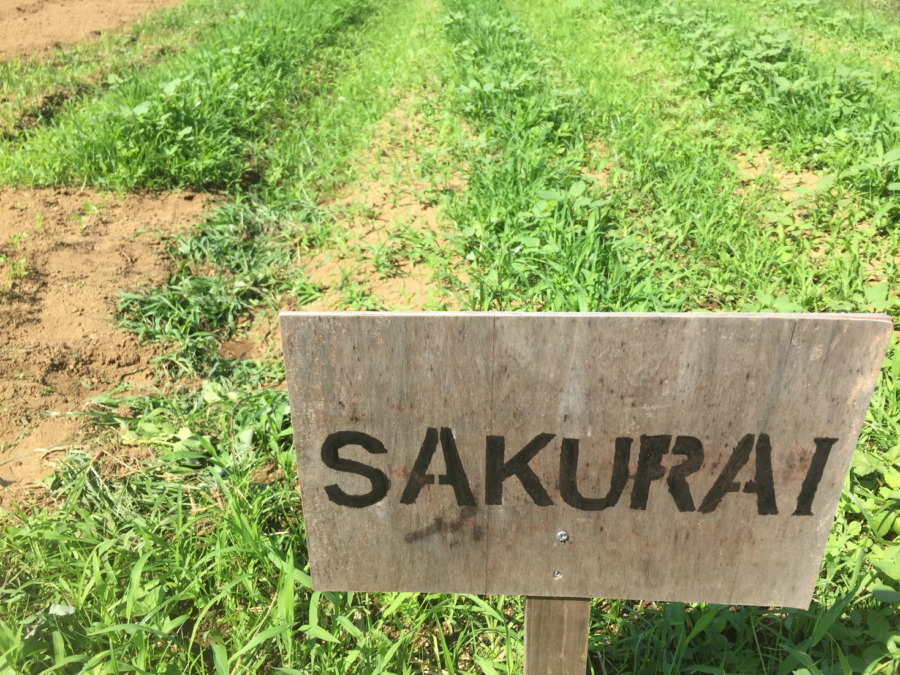 【フォト】にんじんの様子。