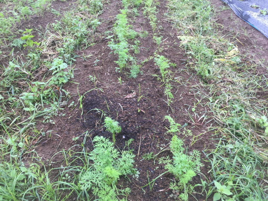 【フォト】にんじんの様子。