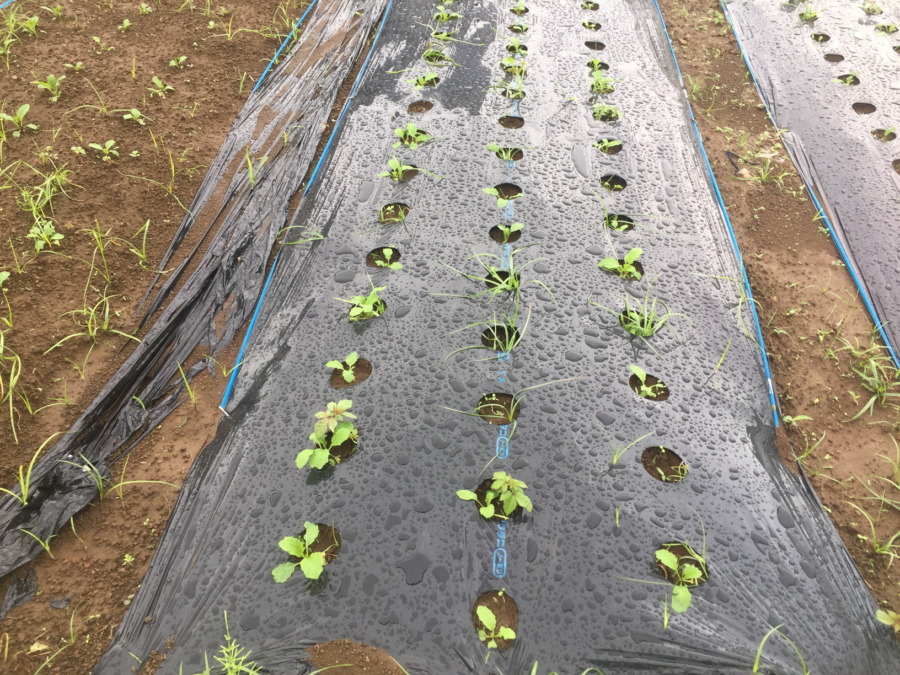 【フォト】こかぶのいま。