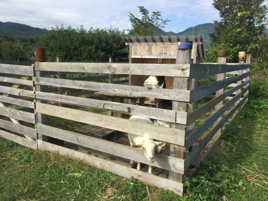 【閲覧注意💩】やぎのうんちをリモート観察。
