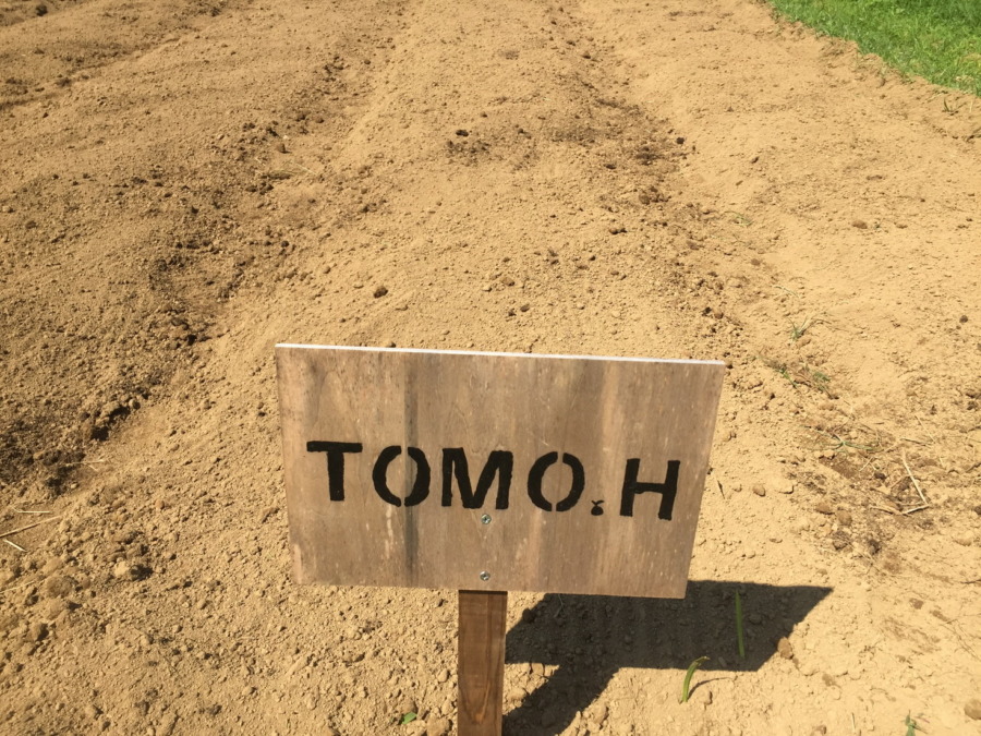 【フォト】だいこんブロックの様子。