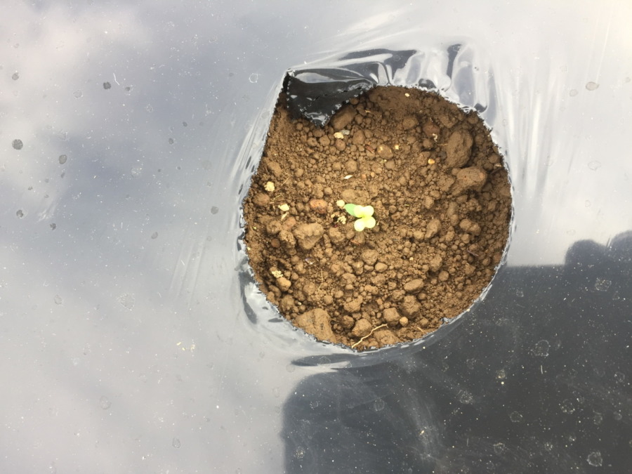 【祝】こかぶの発芽！