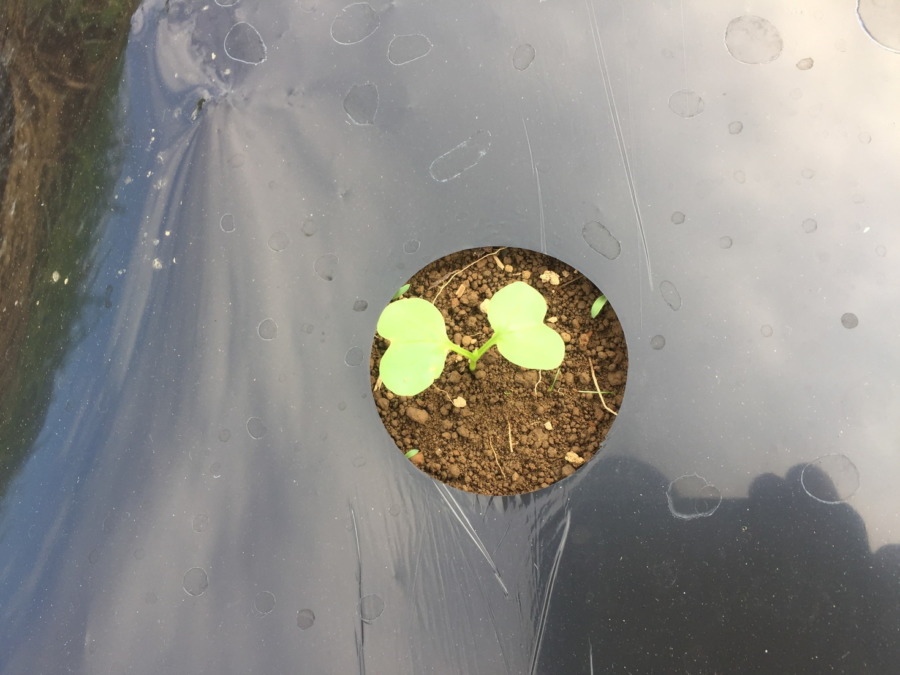 【祝】だいこん発芽！