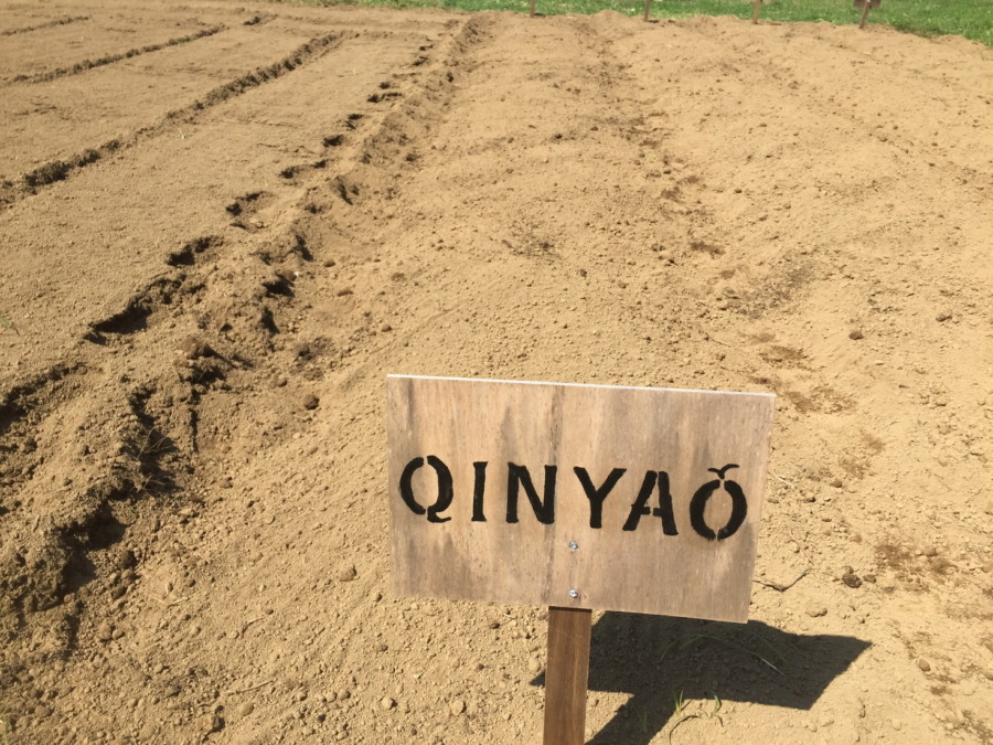 【フォト】あやめ雪ブロックの様子。