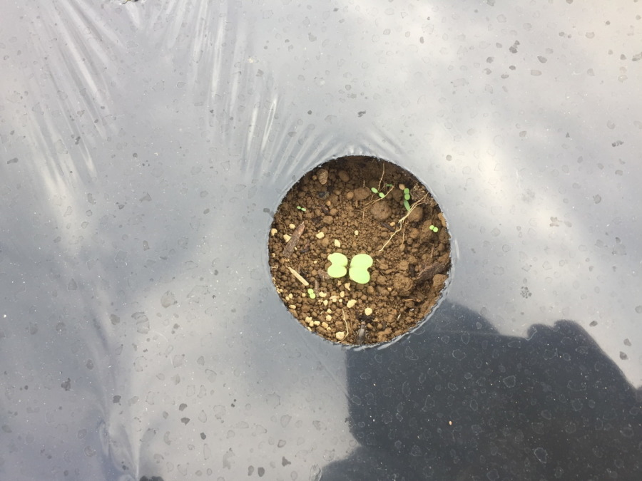 【祝】あやめ雪の発芽！