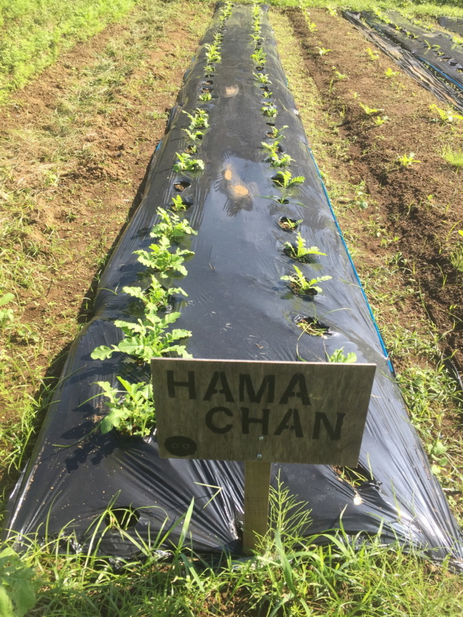 【フォト】だいこんの様子。