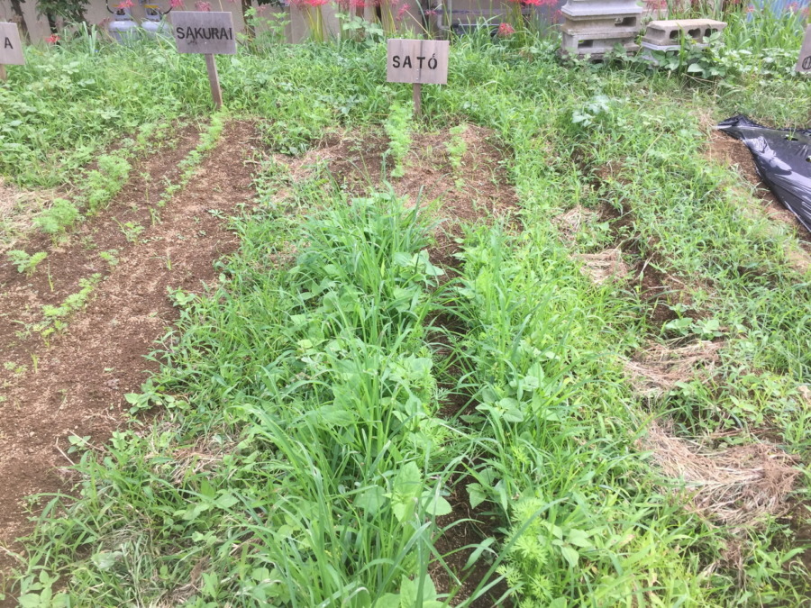 【除草道半ば】にんじんの様子。