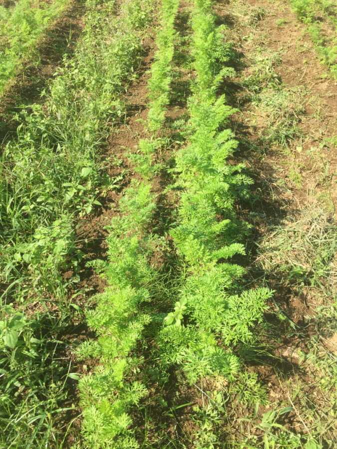 【フォト】にんじんの様子。