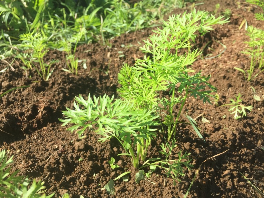 【ルナのにんじん】結構いいyo♬。