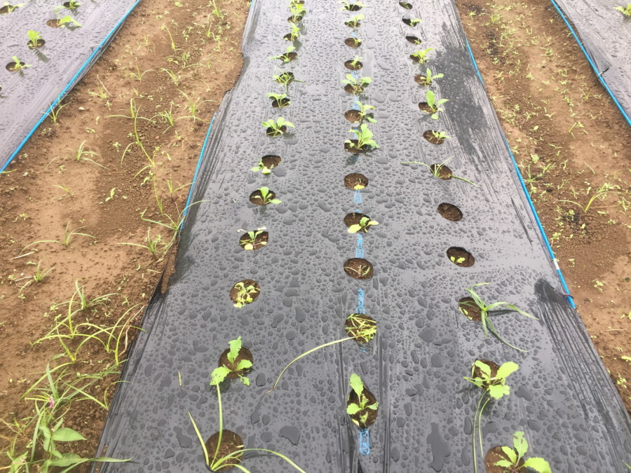 【フォト】あやめ雪のいま。