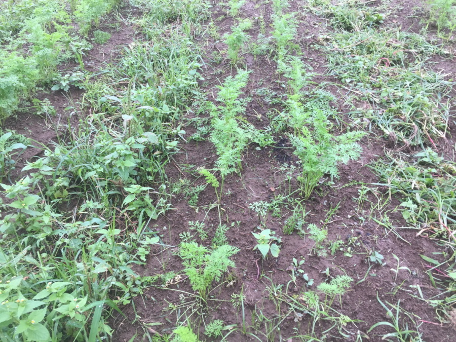 【フォト】にんじんの様子。