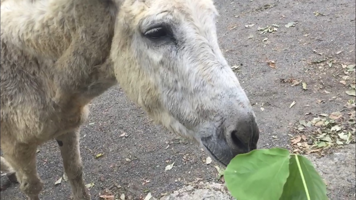 【スロー・傑作】チーコイリュージョン（ろばあさん or モンスター？）