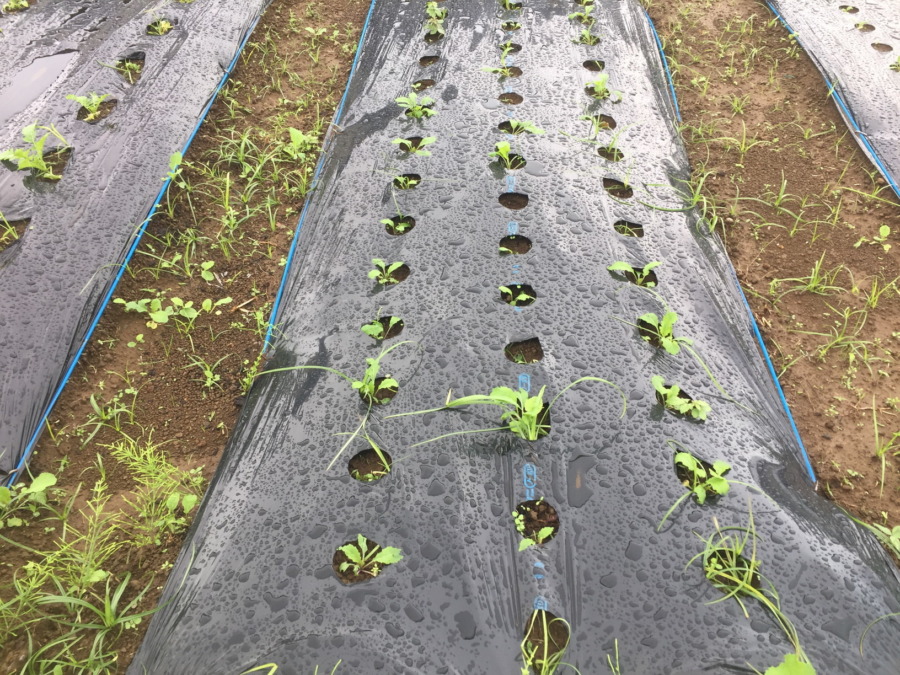 【フォト】あやめ雪のいま。