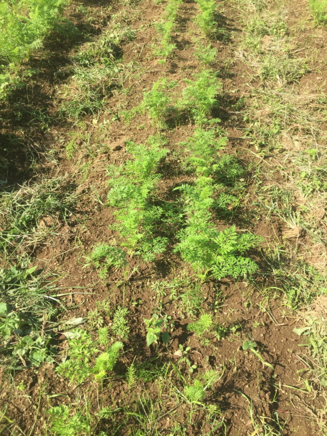 【フォト】にんじんの様子。