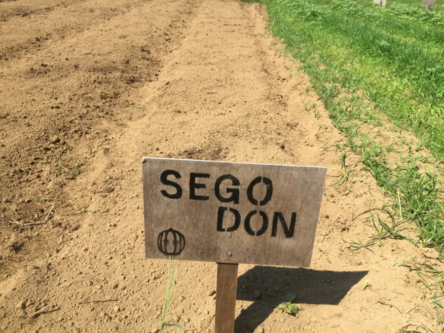 【フォト】だいこんブロックの様子。