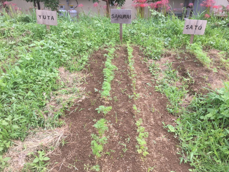 【除草完了】にんじんの様子。