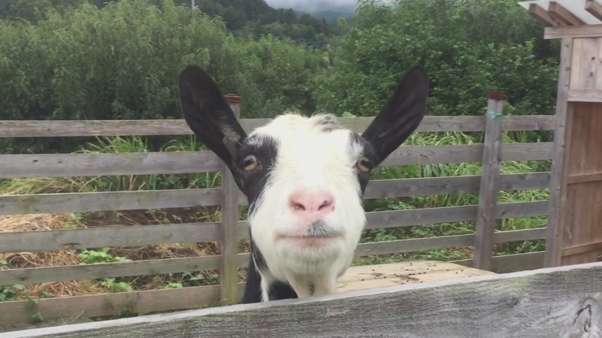 やぎ子です。台風前日、ソワソワしてます。