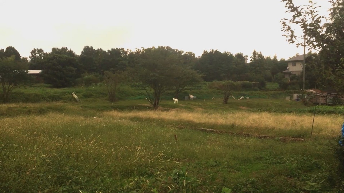 【やぎの世界】雨の降り始めは、活発に会話します。