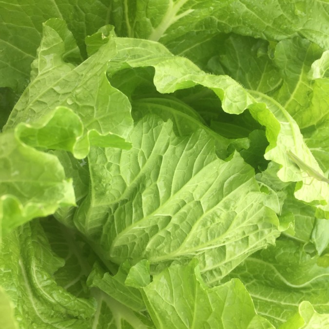 う～ん、鮮やかな緑。白菜はグングンと育っています。