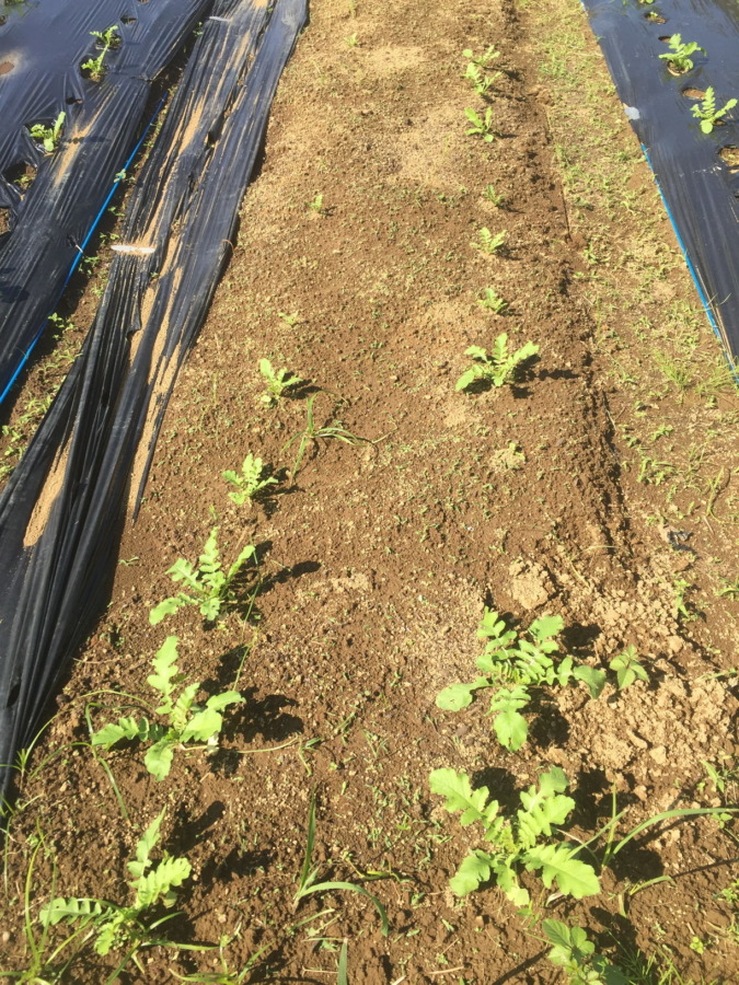 【フォト】だいこんの様子。