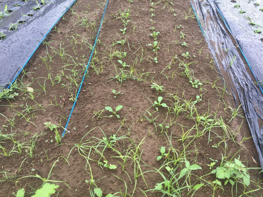 【フォト】こかぶのいま。