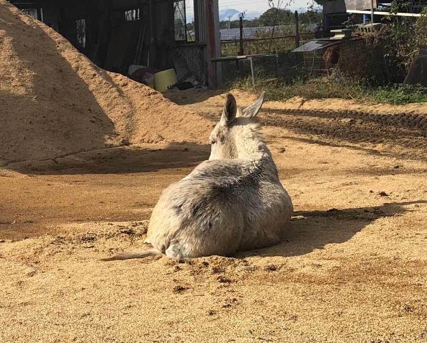 ろばあさんの楽寝
