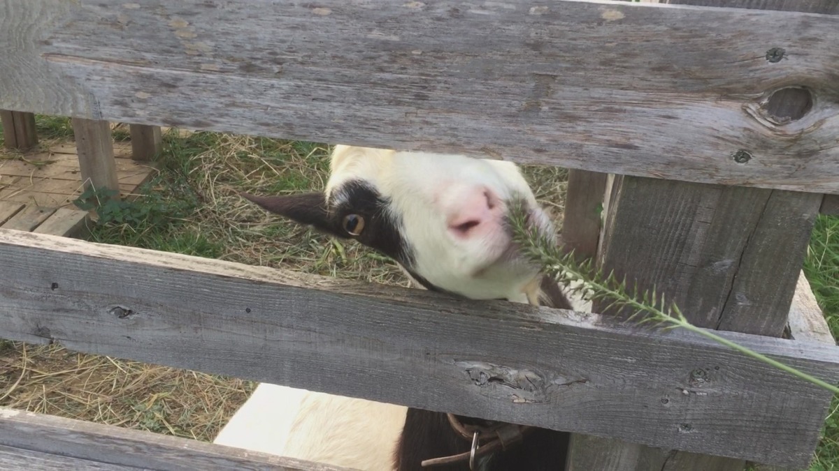 力芝は、やぎの私にはどうかな・・・。