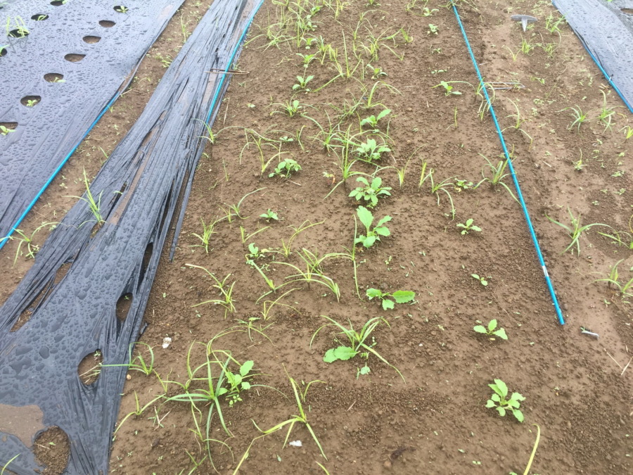 【フォト】こかぶのいま。