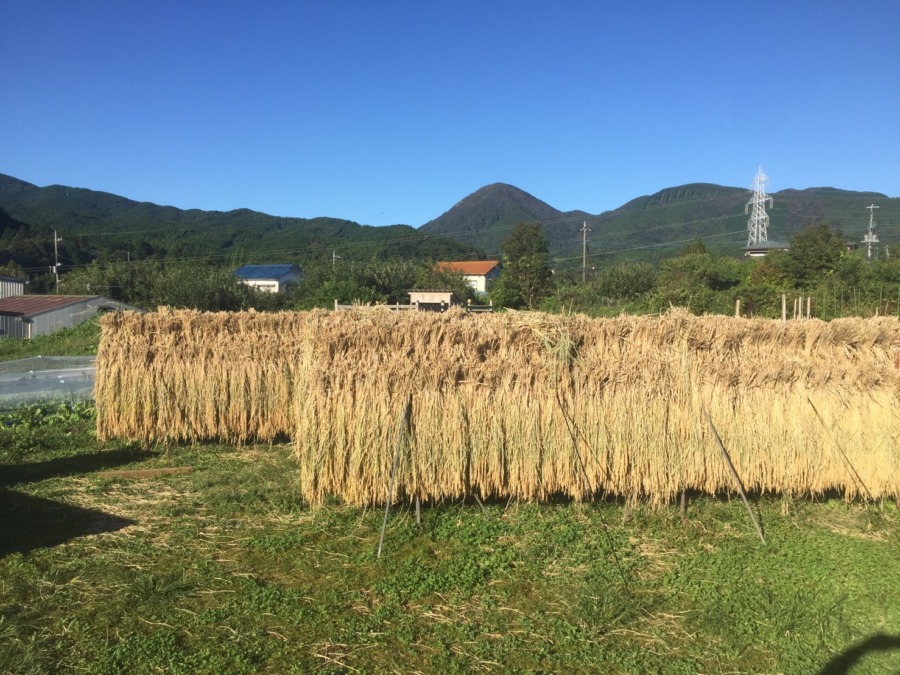 もち米です。はざがけ、持ちこたえました。
