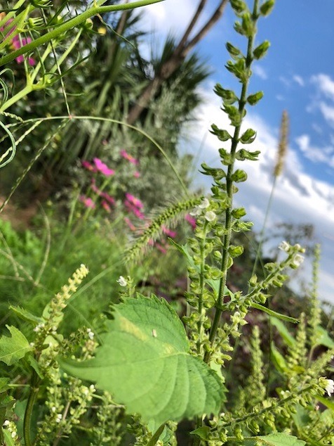 里山の青じそです