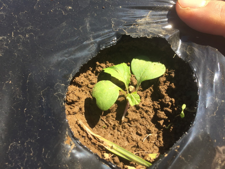 【フォト】台風一過のあやめ雪の様子。