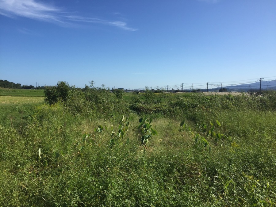 【今年初】さといも掘ってみた。（試し掘り）