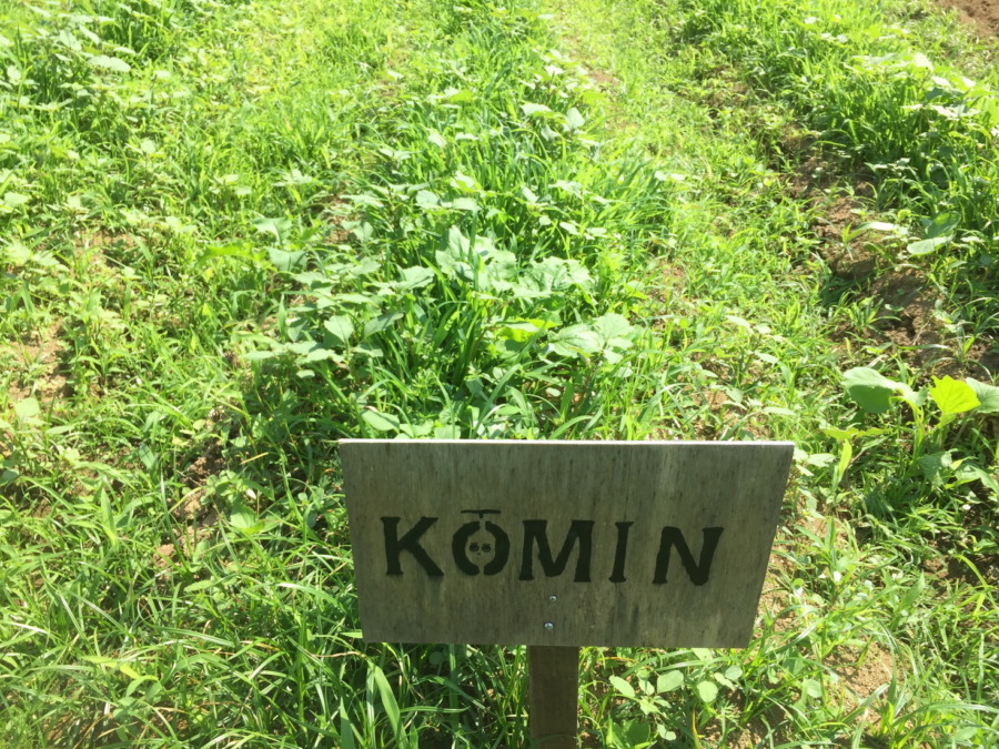 【フォト】にんじんの様子。